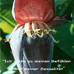 Love Remedies Bl�tenessenzen Banana