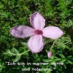 Love Remedies Bl�tenessenzen Black Eyed Susan