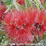 Love Remedies Bl�tenessenzen Bottlebrush