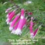 Love Remedies Bl�tenessenzen Bush Fuchsia