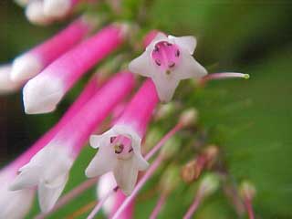 Love Remedies Essenzen der Liebe