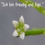 Love Remedies Bl�tenessenzen Cherry