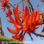 Love Remedies Bl�tenessenzen Coral Tree
