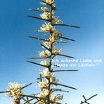 Love Remedies Bl�tenessenzen Dagger Hakea