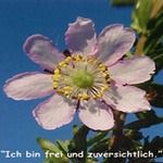 Love Remedies B�tenessenzen Dog Rose