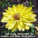 Love Remedies Bl�tenessenzen Everlasting