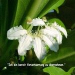 Love Remedies Bl�tenessenzen Fan Flower