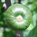 Love Remedies Bl�tenessenzen Fig
