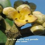 Love Remedies Bl�tenessenzen Grey Mangrove