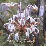Love Remedies Bl�tenessenzen Grey Spider