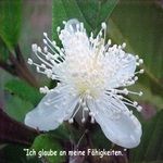Love Remedies Bl�tenessenzen Guava
