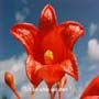 Love Remedies Bl�tenessenzen Illawarra Flame Tree