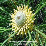 Love Remedies Bl�tenessenzen Isopogon