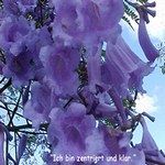 Love Remedies Bl�tenessenzen Jacaranda