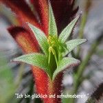 Love Remedies Bl�tenessenzen Kangaroo Paw