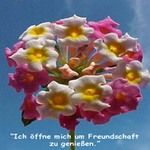Love Remedies Bl�tenessenzen Lantana