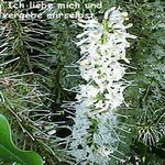 Love Remedies Bl�tenessenzen Macadamia