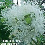Love Remedies Bl�tenessenzen Manna Gum
