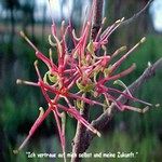 Love Remedies Bl�tenessenzen Mistletoe