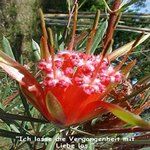 Love Remedies Bl�tenessenzen Mountain Devil