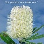 Love Remedies Bl�tenessenzen Old Man Banksia