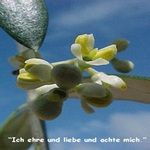 Love Remedies Bl�tenessenzen Olive