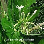 Love Remedies Bl�tenessenzen Papaya