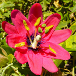 Love Remedies Bl�tenessenzen Passion