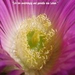 Love Remedies Bl�tenessenzen Pigface