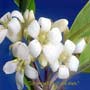 Love Remedies Bl�tenessenzen Pittosporum