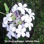 Love Remedies Essenzen Plumbago