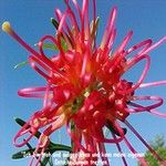 Love Remedies Essenzen Red Grevillea