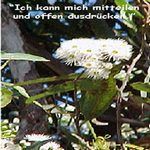 Love Remedies Essenzen Ribbon Gum