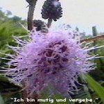 Love Remedies Essenzen Sensitive Plant