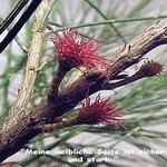Love Remedies Essenzen She Oak Female