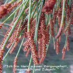 Love Remedies Essenzen She Oak Male