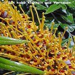 Love Remedies Essenzen Silky Oak