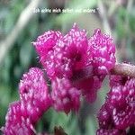 Love Remedies Essenzen Stinging Tree