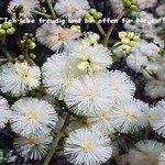 Love Remedies Essenzen Sunshine Wattle
