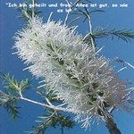Love Remedies Essenzen Tea Tree