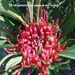 Love Remedies Essenzen Waratah