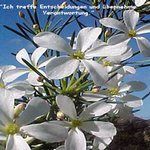 Love Remedies Essenzen Wedding Bush