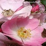 Love Remedies Essenzen Wild Rose